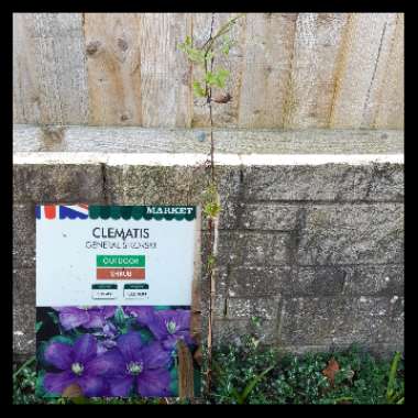 Clematis 'General Sikorski'