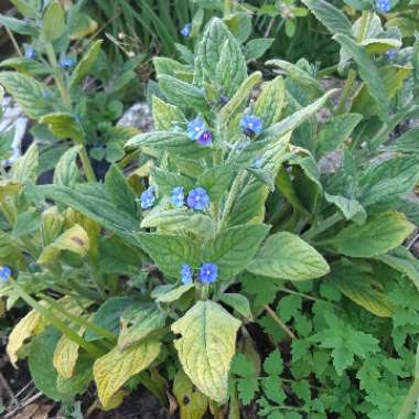 Pentaglottis Sempervirens