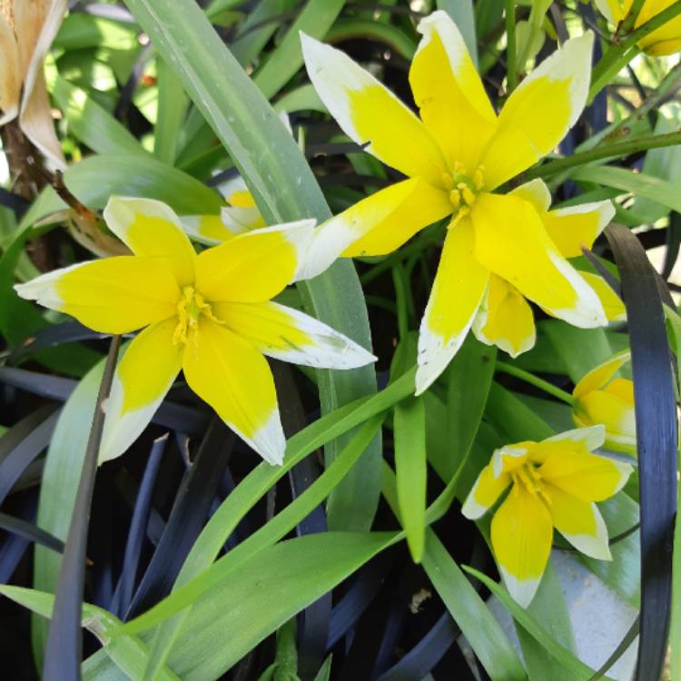 Plant image Tulipa tarda