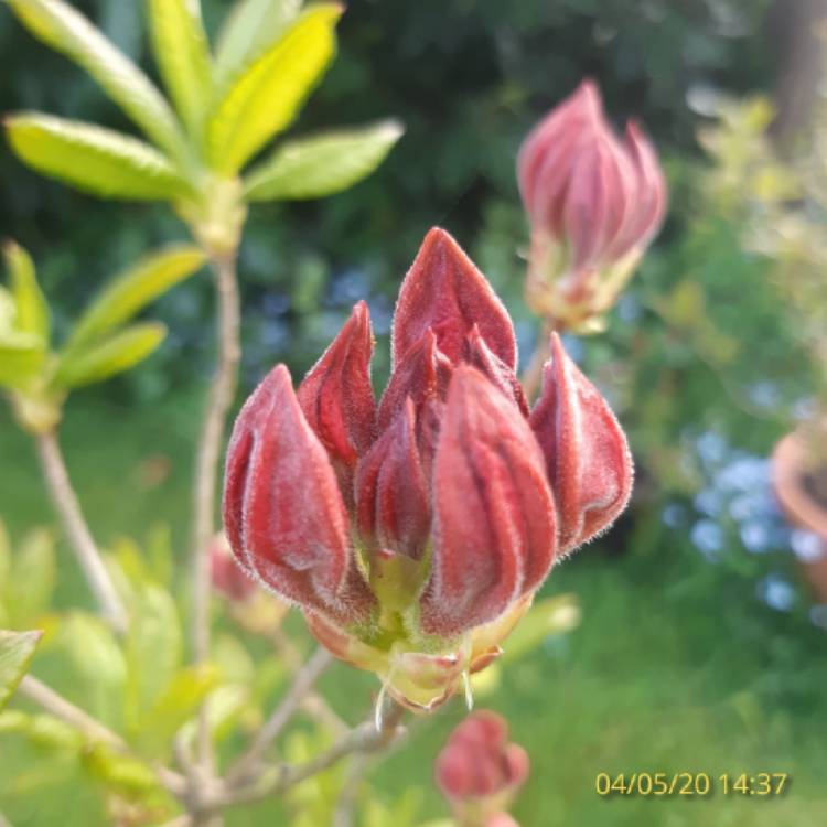 Plant image Rhododendron 'Glowing Embers'