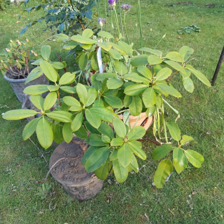 Plant image Rhododendron 'Germania'