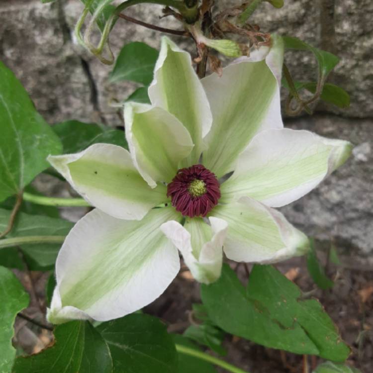 Plant image Clematis Montana Wilsonii