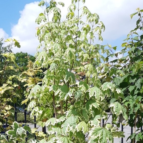 Plant image Acer platanoides 'Drummondii'