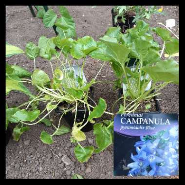 Campanula pyramidalis Blue