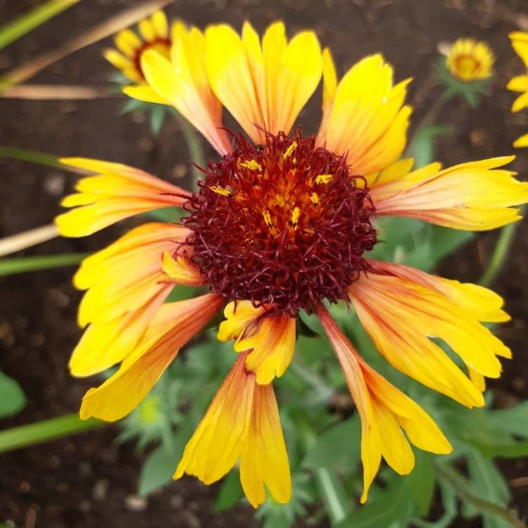 Plant image Gaillardia x grandiflora 'Kobold' syn. Gaillardia 'Kobold', Gaillardia x grandiflora 'Goblin', Gaillardia 'Goblin'