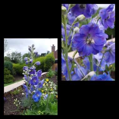 Delphinium 'Excalibur Light Blue White Bee'