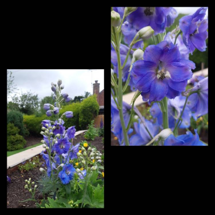 Plant image Delphinium 'Excalibur Light Blue White Bee'