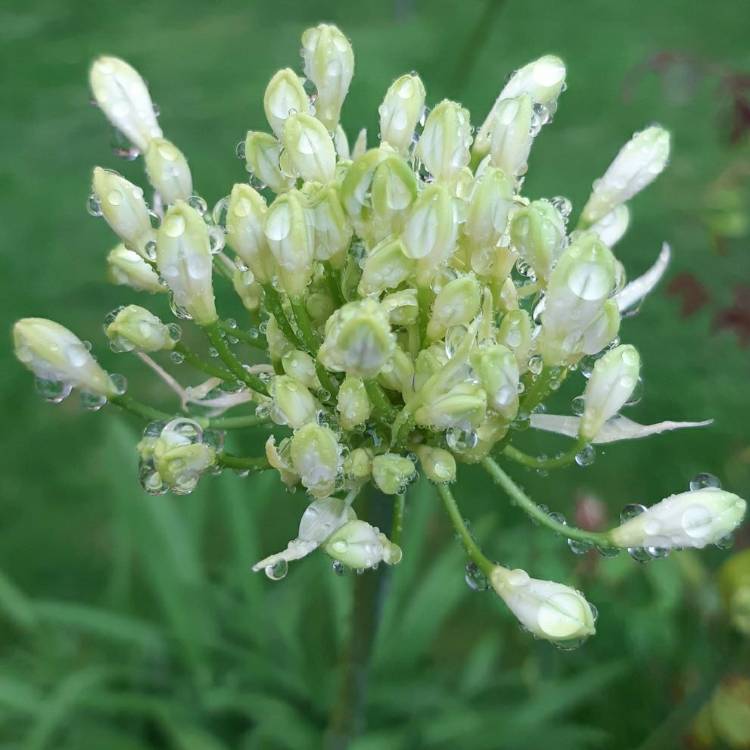 Plant image Agapanthus africanus 'Albus'