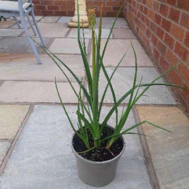 Kniphofia 'Flamenco' syn. Kniphofia uvaria 'Flamenco'