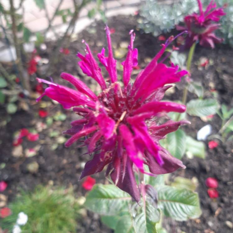 Plant image Monarda hybrida 'Bergamo'