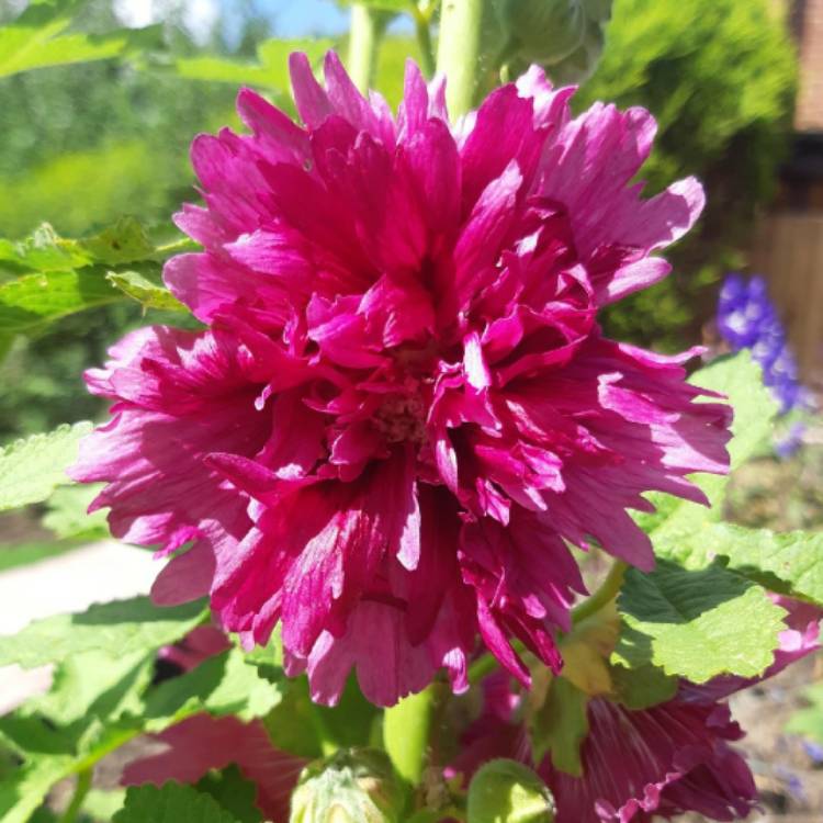 Plant image Alcea rosea 'Spring Celebrities Purple' (Spring Celebrities Series)