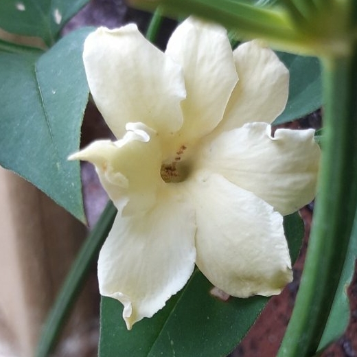 Plant image Jasminum officinale 'Clotted Cream' Syn. 'Devon Cream'