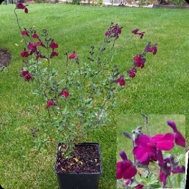 Salvia microphylla 'Maroon'