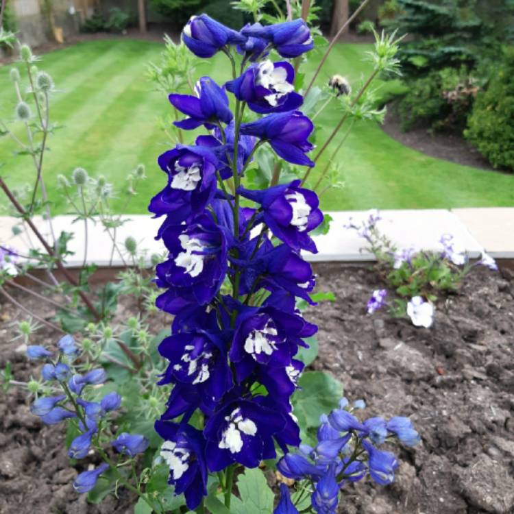 Plant image Delphinium 'Excalibur Dark Blue White Bee'