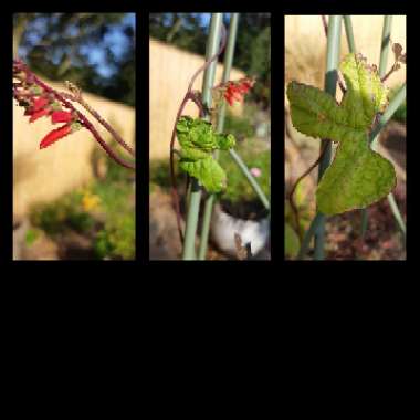 Ipomoea lobata syn. Ipomoea versicolor, Mina lobata