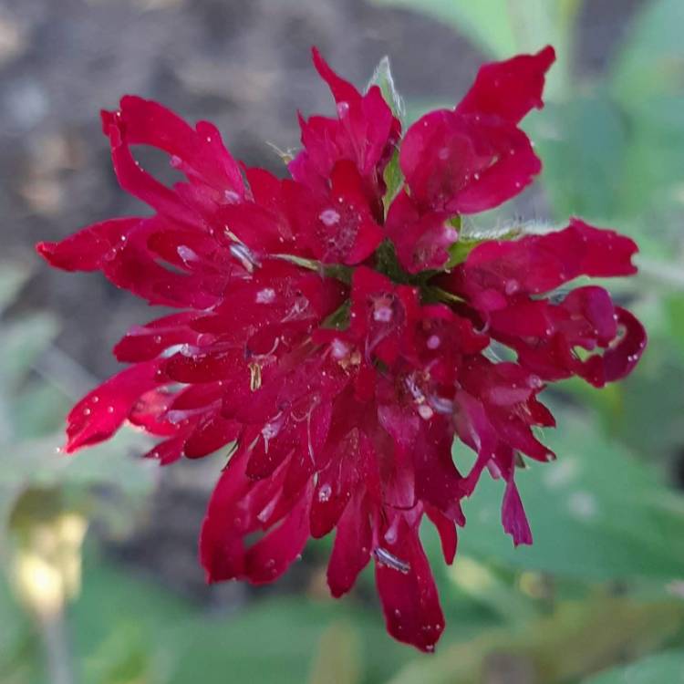 Plant image Knautia macedonica 'Red Knight'