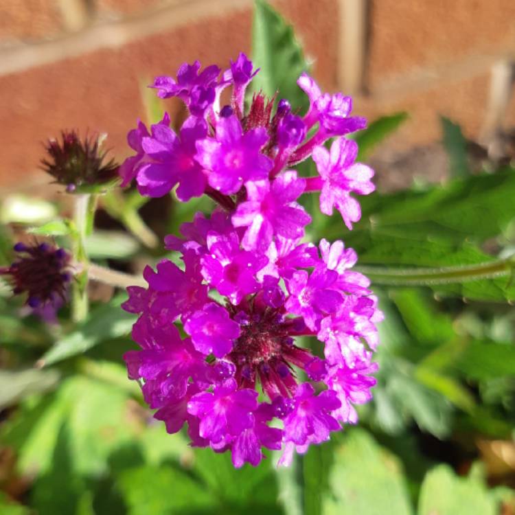 Plant image Verbena 'Santos'