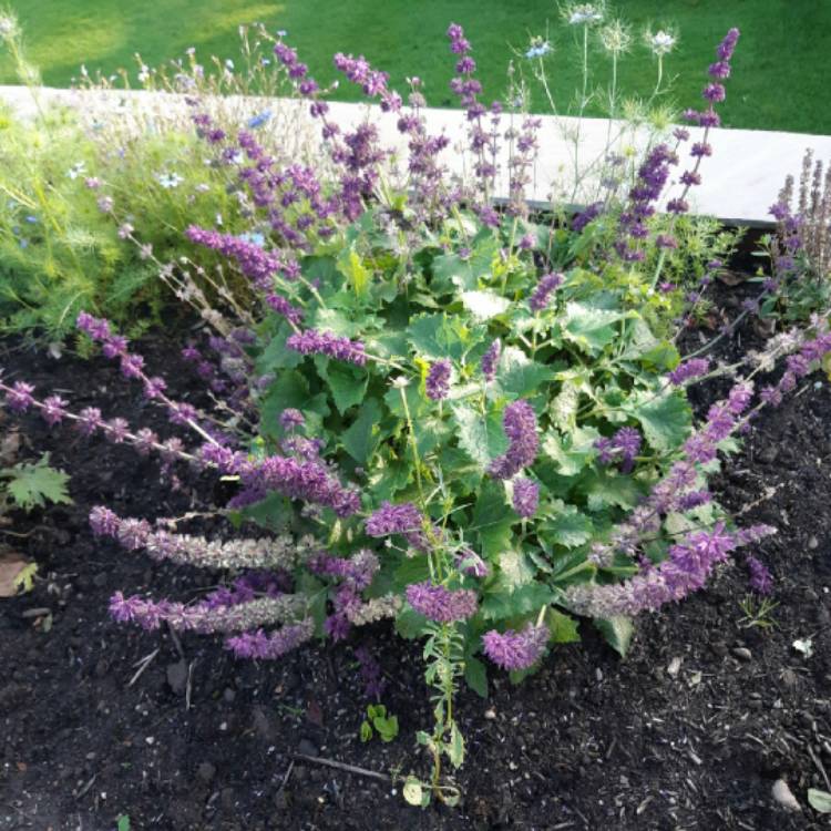 Plant image Salvia verticillata 'Purple Rain'