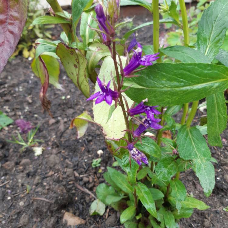 Plant image Lobelia x gerardii 'Vedrariensis'