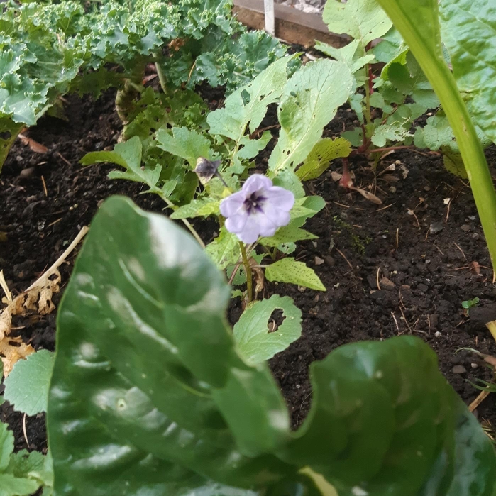 Plant image Nicandra physalodes