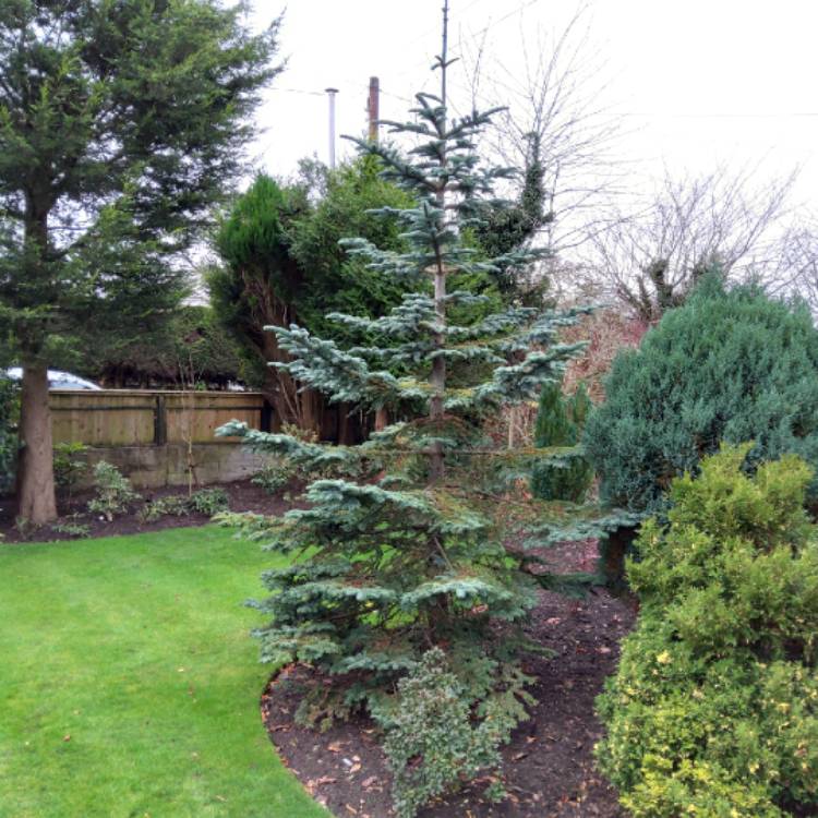 Plant image Picea pungens (Glauca Group) 'Globosa'