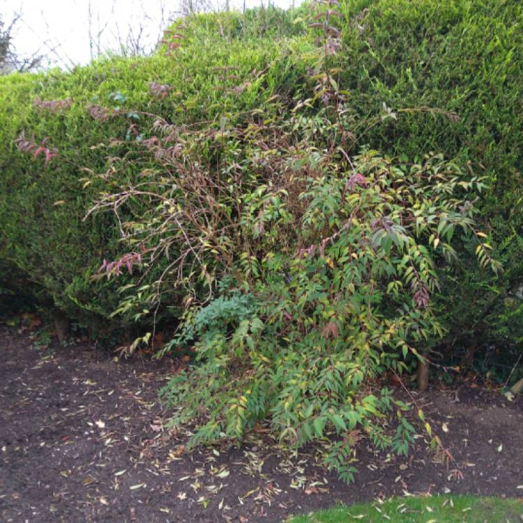 Plant image Deutzia scabra