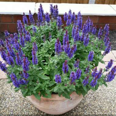 Salvia nemorosa 'Florsalvioblu' (Sensation Series) syn. Salvia nemorosa 'Sensation Blue'