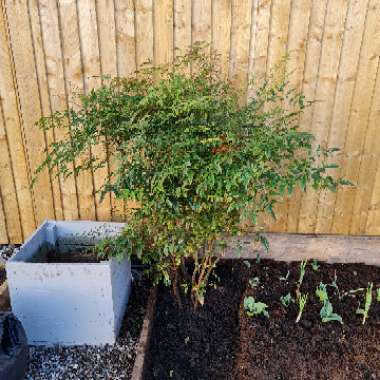 Nandina domestica