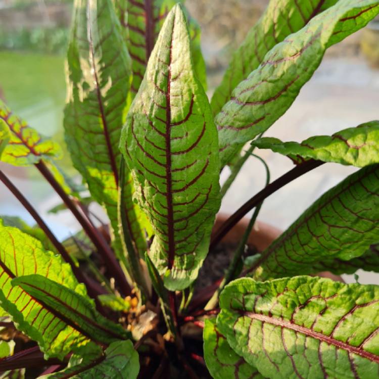 Plant image Rumex acetosa 'Red Veined'