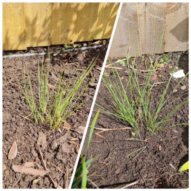 Plant image Stipa Gigantea