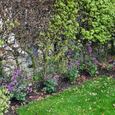 Lunaria annua