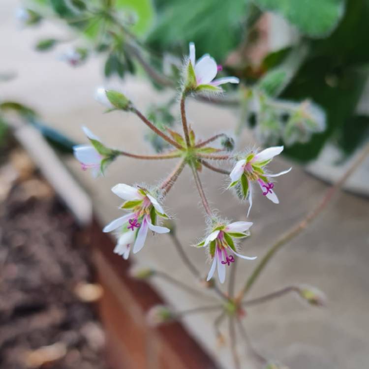 Plant image Pelargonium tomentosum