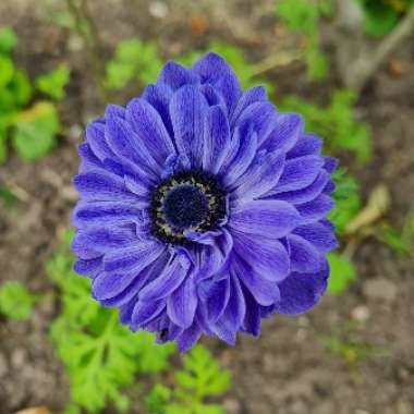 Anemone coronaria 'Lord Lieutenant'