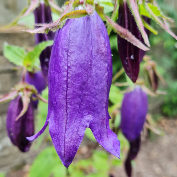 Plant image Campanula 'Sarastro'