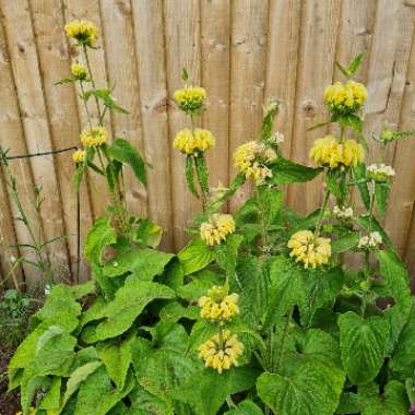 Phlomis russeliana