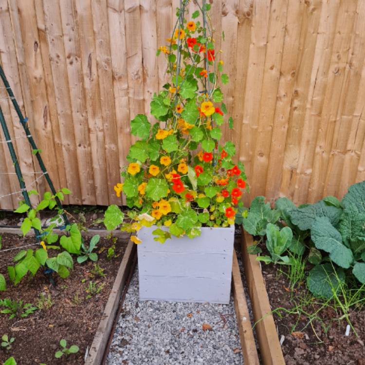 Plant image Tropaeolum majus 'African Queen'