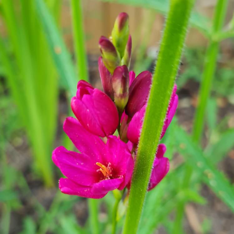 Plant image Ixia maculata