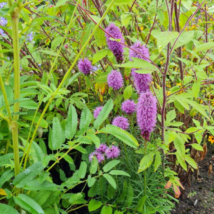 Plant image Liatris spicata 'Kobold'