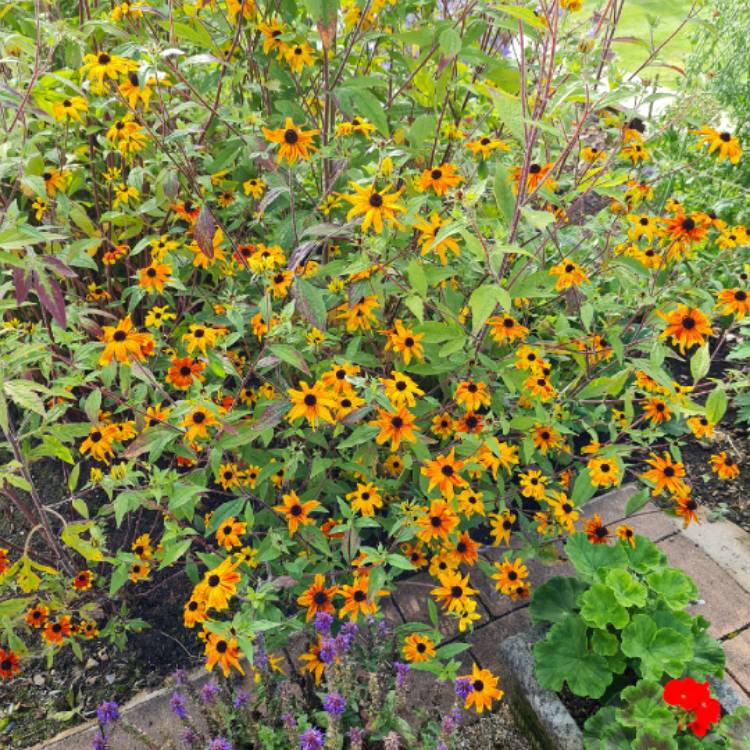 Plant image Rudbeckia triloba 'Prairie Glow'