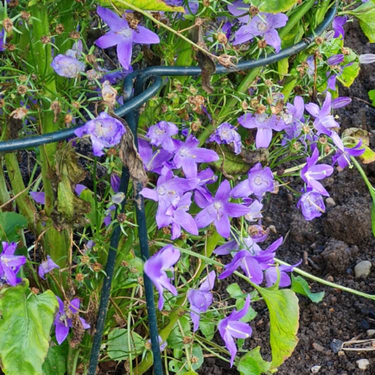 Plant image Campanula pyramidalis Blue