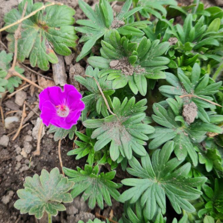 Plant image Geranium sanguineum