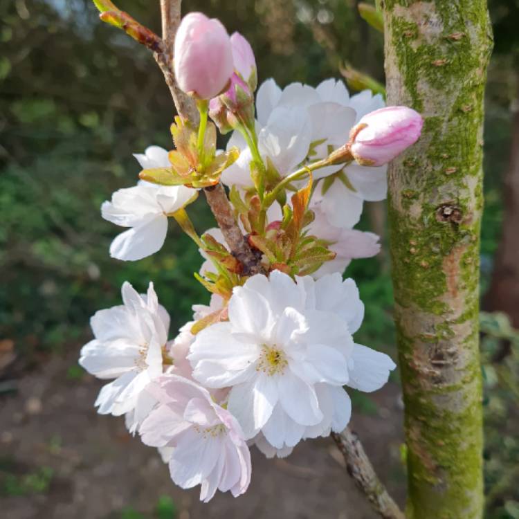 Plant image Prunus Amanogawa