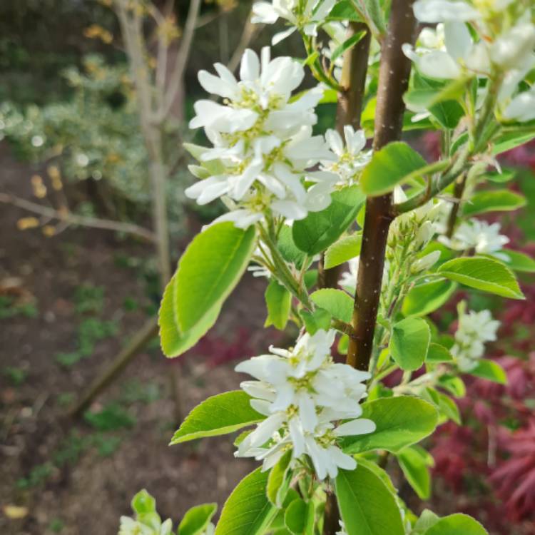 Plant image Amelanchier alnifolia 'Obelisk'