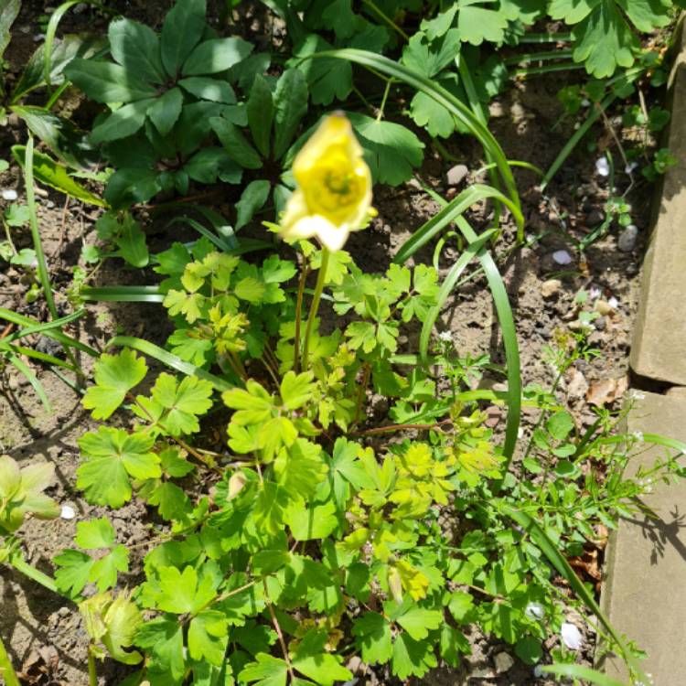 Plant image Aquilegia 'Swan Yellow'