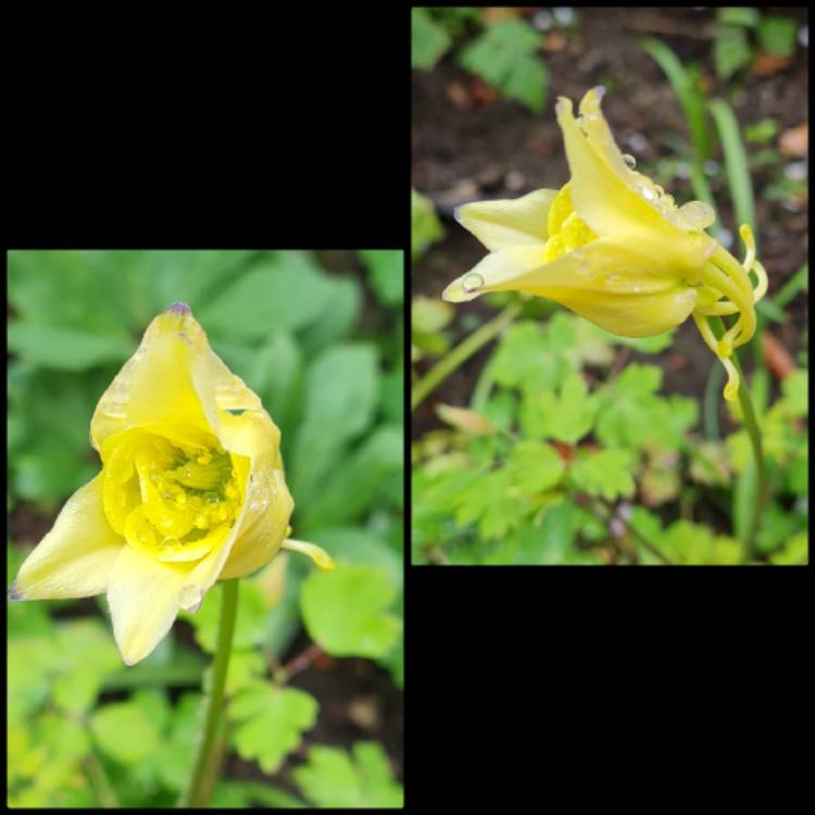 Plant image Aquilegia 'Swan Yellow'