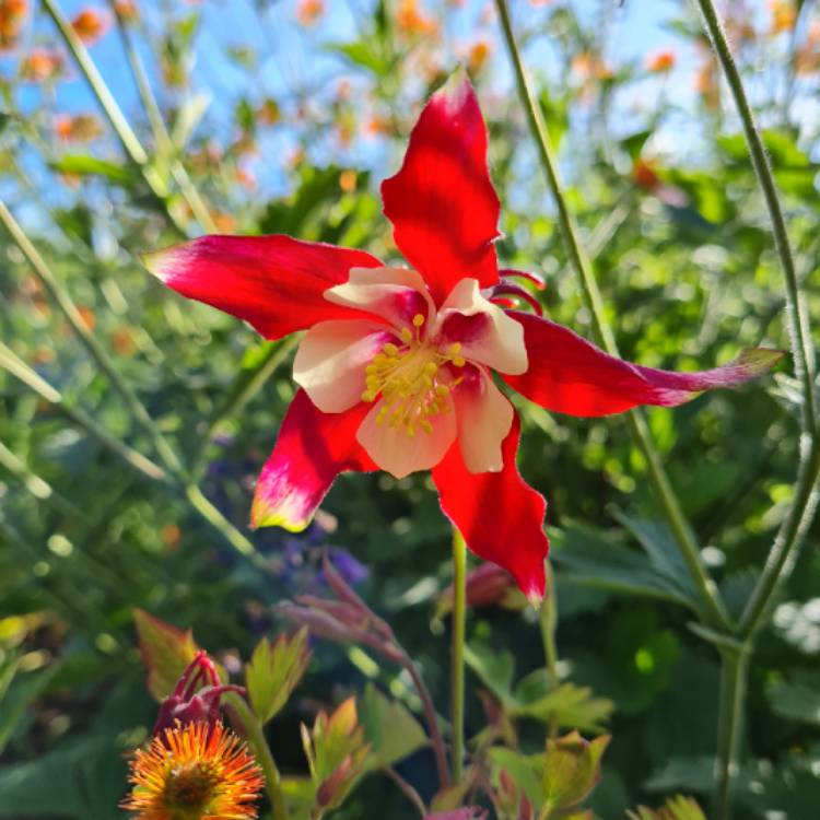 Plant image Aquilegia Canadensis