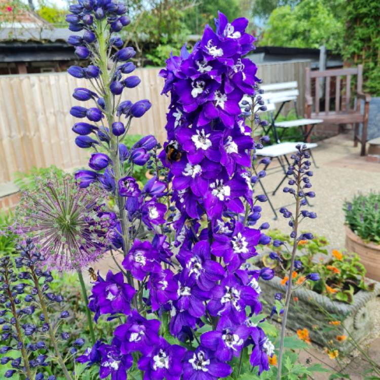 Plant image Delphinium 'Excalibur Dark Blue White Bee'