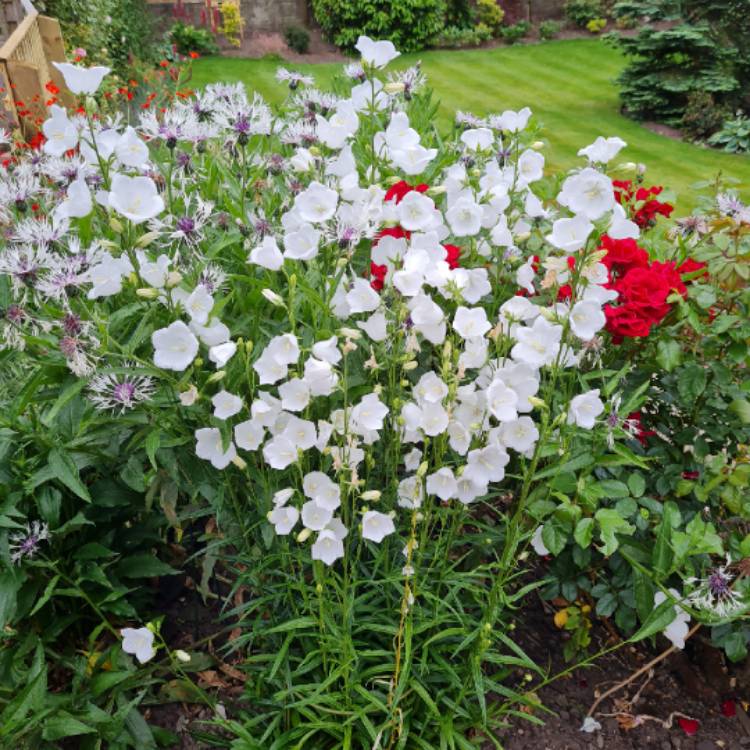 Plant image Campanula 'Pearl White'