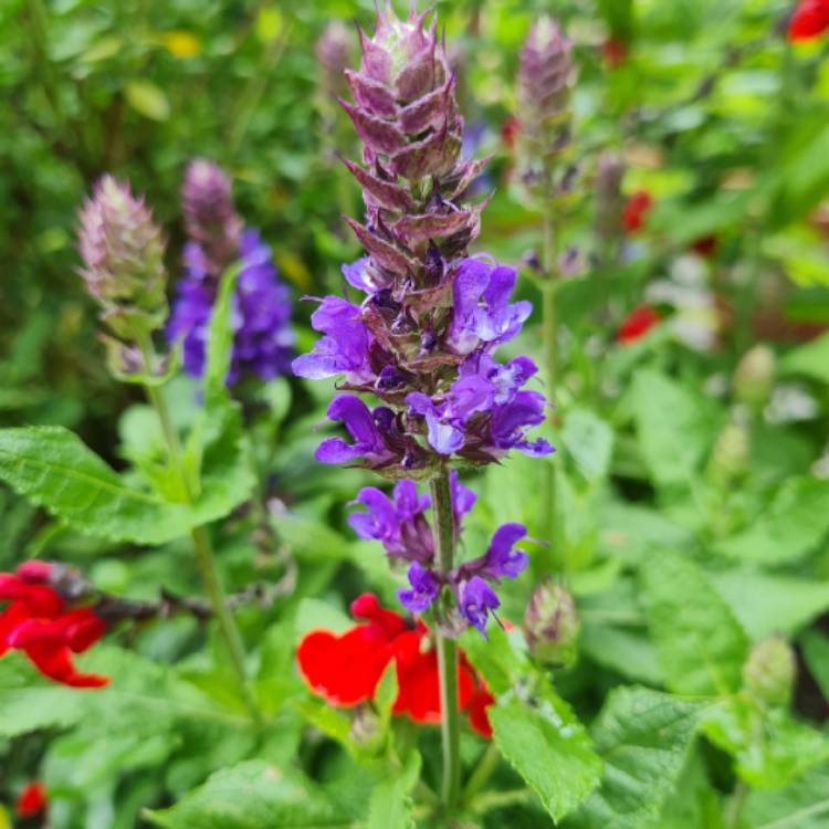 Plant image Salvia x sylvestris 'Balsalarv' syn. Salvia x sylvestris 'Blue Marvel', Salvia nemorosa 'Blue Marvel'