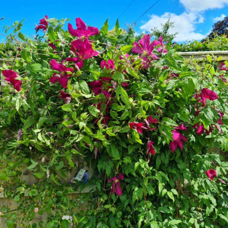 Plant image Clematis viticella 'Madame Julia Correvon'